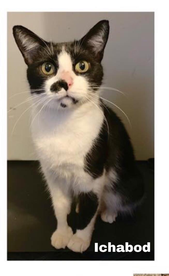 Adopt Ichabod a Black & White or Tuxedo Domestic Shorthair (short coat) cat in