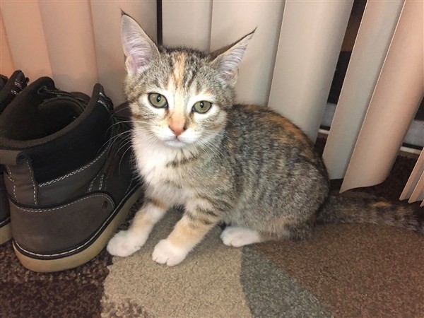 Adopt Rachel 901 a Domestic Shorthair / Mixed cat in Bonsall, CA (24625263)