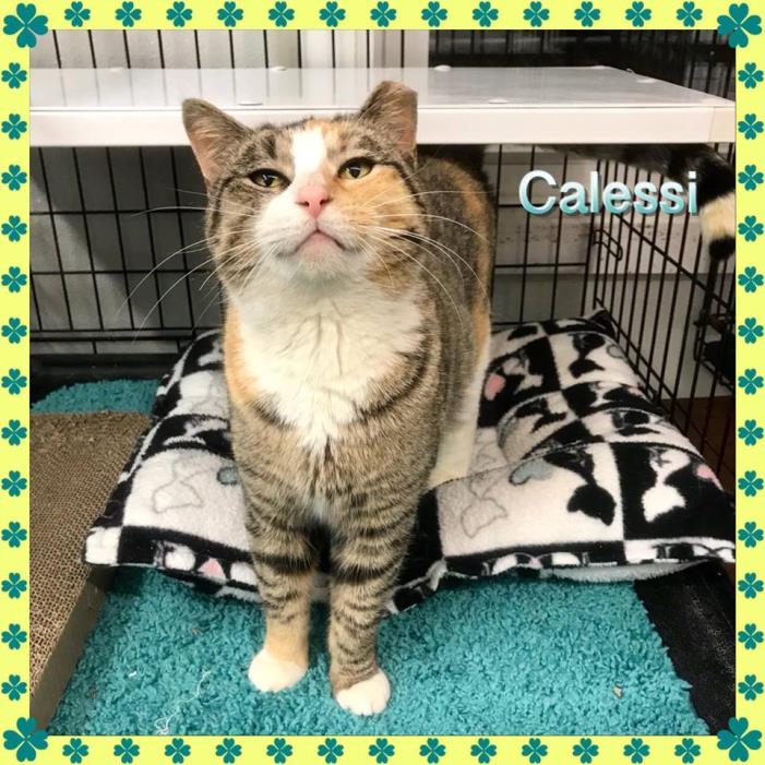 Adopt Calessi a Domestic Short Hair