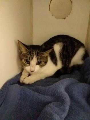 Adopt Fortesque a White Domestic Shorthair / Domestic Shorthair / Mixed cat in