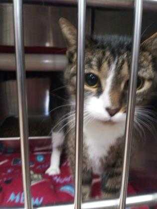 Adopt Delilah a Brown or Chocolate Domestic Shorthair / Domestic Shorthair /