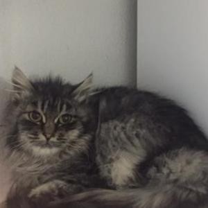 Adopt Summit a Gray or Blue Domestic Longhair cat in Show Low, AZ (24202141)