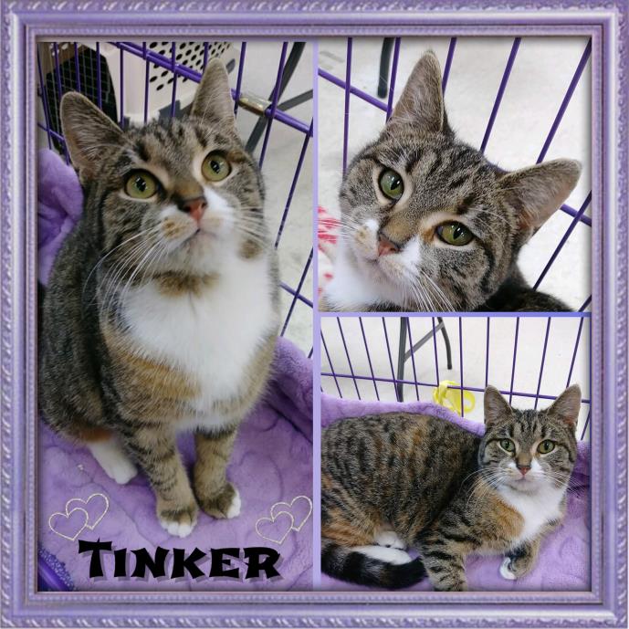 Adopt Tinker a Tabby