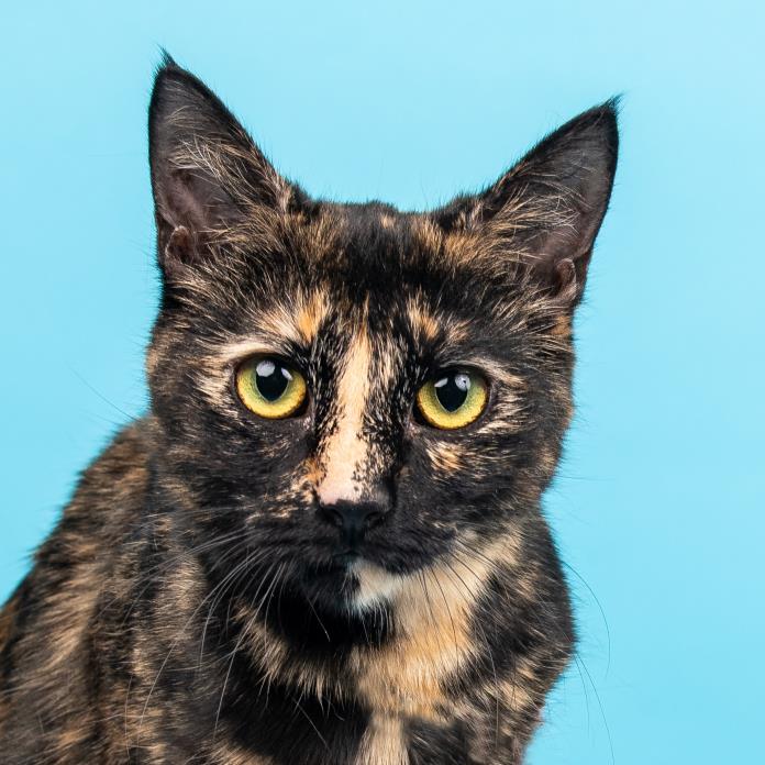 Adopt Amelia Renaldo a Tortoiseshell Domestic Shorthair (short coat) cat in