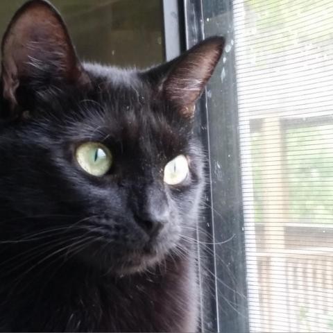 Adopt AZALEA a All Black Domestic Shorthair cat in Kyle, TX (24625719)
