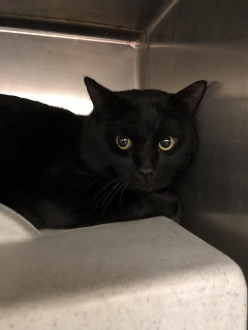 Adopt Boo a All Black Domestic Shorthair / Mixed cat in Rockwall, TX (24641749)