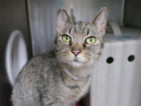 Adopt Samoa a Domestic Shorthair / Mixed (short coat) cat in New York