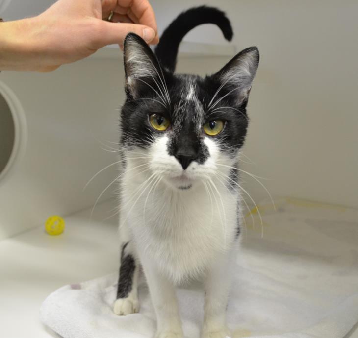 Adopt Henry a Domestic Short Hair