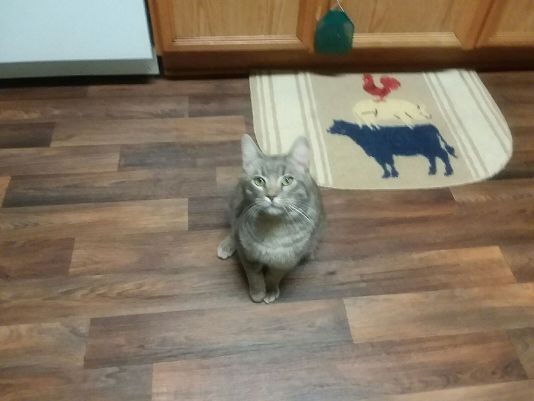 Adopt Bob a Gray, Blue or Silver Tabby Manx / Mixed cat in Covington