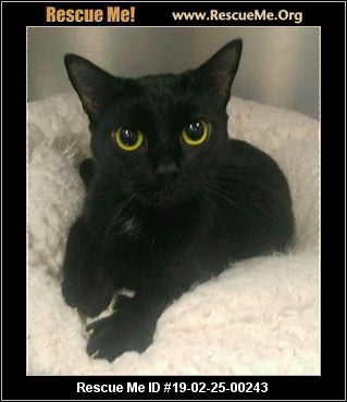 Adopt Alice a Black (Mostly) Domestic Shorthair (short coat) cat in White