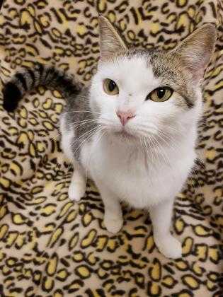 Adopt Juju Bean a Gray or Blue Domestic Shorthair / Domestic Shorthair / Mixed