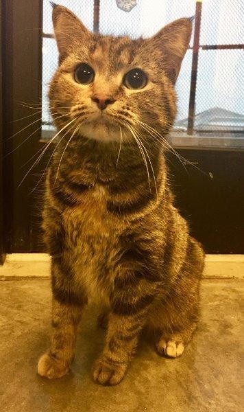 Adopt ABERDEEN a Domestic Shorthair / Mixed (short coat) cat in Wintersville