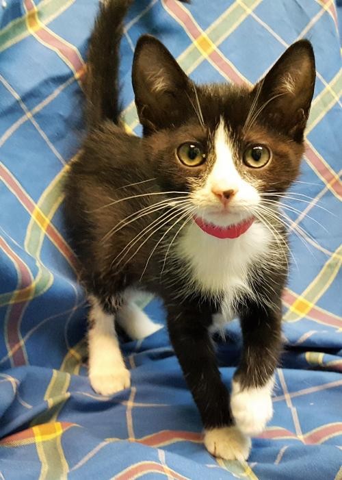 Adopt Pinky 30278 a Black & White or Tuxedo Domestic Shorthair / Mixed (short