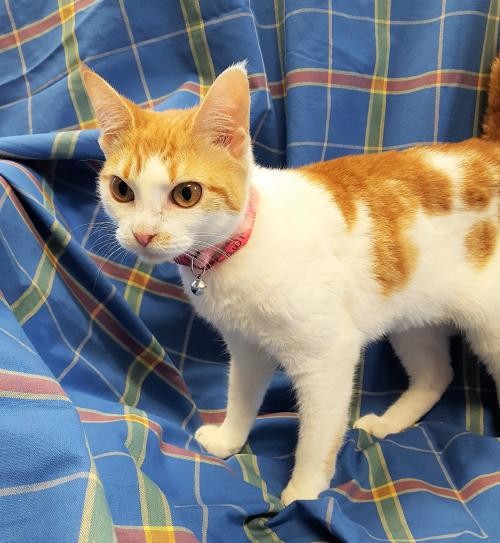 Adopt Fawn 29207 a Orange or Red (Mostly) Domestic Shorthair / Mixed (short