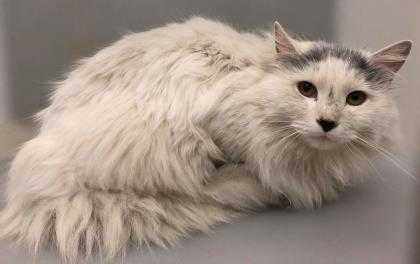 Adopt Clover a White Turkish Van / Domestic Shorthair / Mixed cat in Caldwell