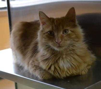 Adopt La Pew a Orange or Red Domestic Longhair / Domestic Shorthair / Mixed cat