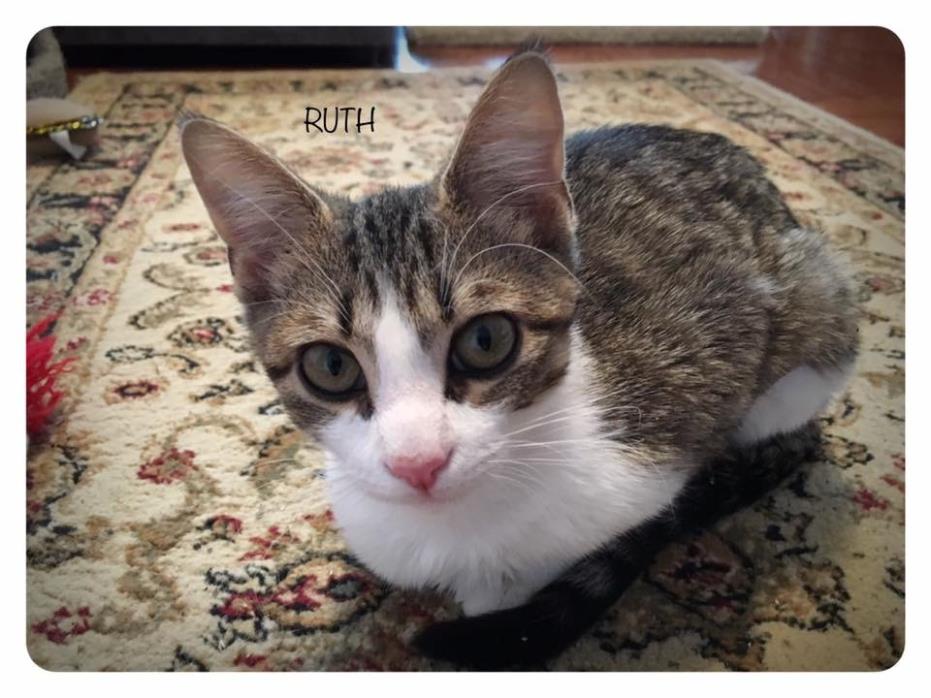 Adopt Ruth a Brown Tabby Domestic Shorthair (short coat) cat in Huntsville