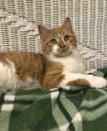 Adopt Nemo a Orange or Red Domestic Shorthair / Domestic Shorthair / Mixed cat
