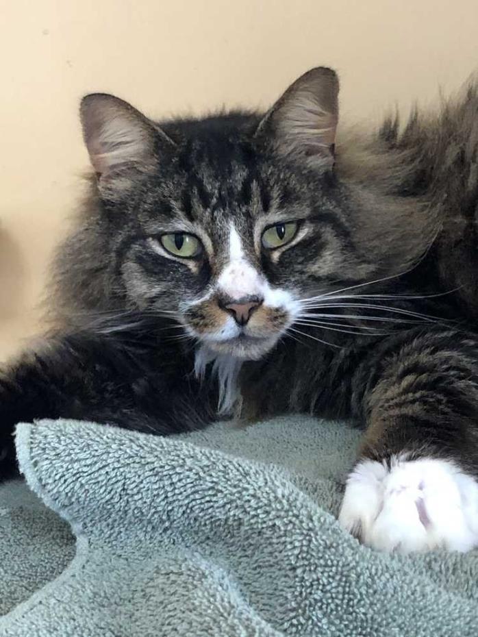 Adopt Hawthorne (FIV+) a Domestic Longhair / Mixed cat in Hamburg, NY (24624342)