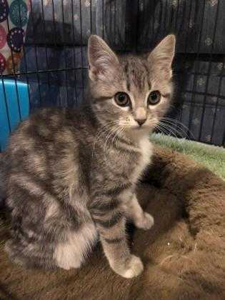 Adopt Bleu a Gray or Blue Domestic Shorthair / Domestic Shorthair / Mixed cat in