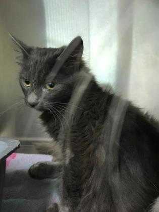 Adopt Queso a Gray or Blue Russian Blue / Domestic Mediumhair / Mixed cat in