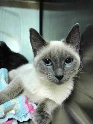 Adopt Fromage a Cream or Ivory Siamese / Domestic Shorthair / Mixed cat in