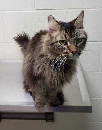 Adopt Livingston a Gray or Blue Domestic Longhair / Domestic Shorthair / Mixed
