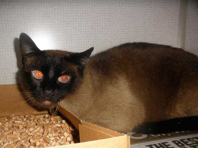 Adopt KING a Brown or Chocolate (Mostly) Siamese / Mixed (short coat) cat in San