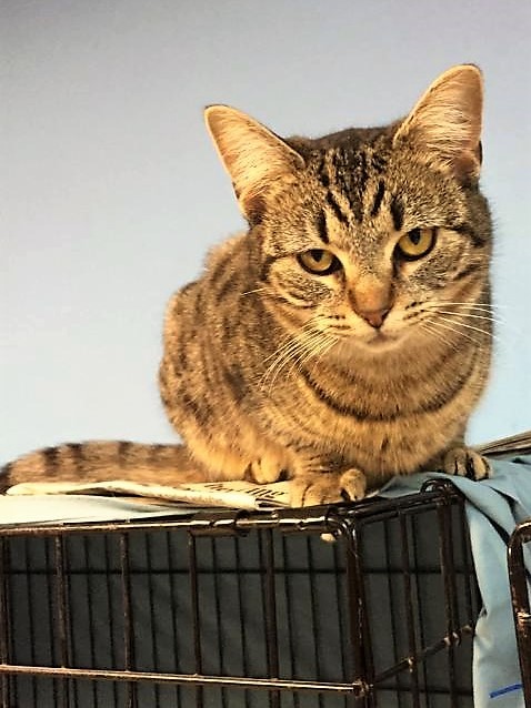 Adopt Prissy a Brown Tabby Domestic Shorthair (short coat) cat in Glen Mills