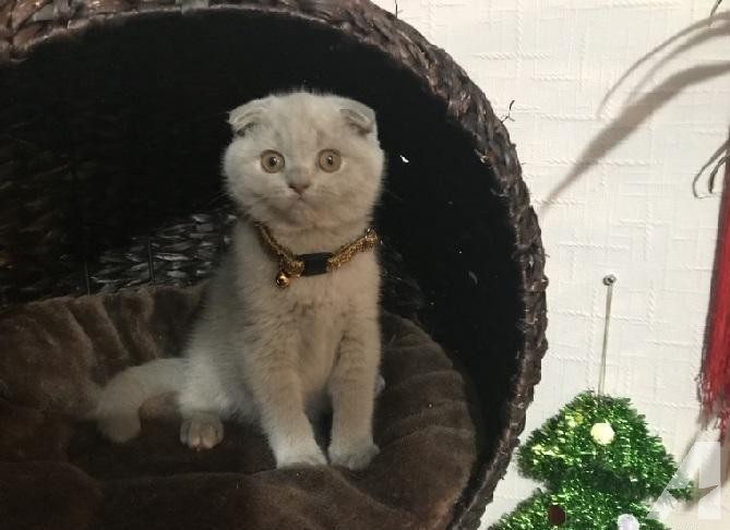 Ac Scottish Fold Kitten to take home. Available//TEXT ME AT #[phone removed]
