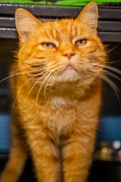 Adopt Wallaby a Orange or Red Tabby Domestic Shorthair (short coat) cat in