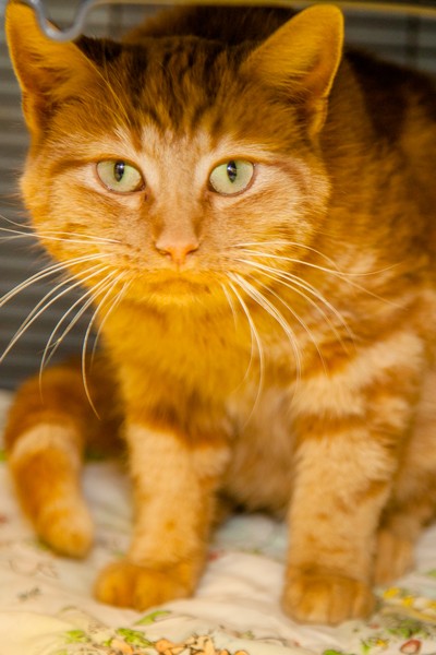 Adopt Morris a Orange or Red Tabby Domestic Shorthair (short coat) cat in