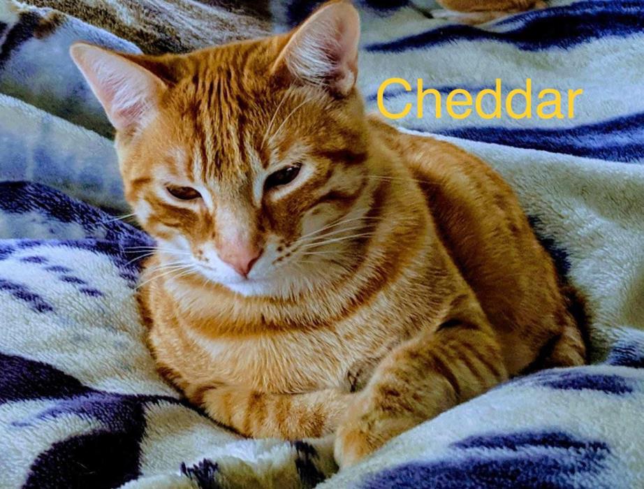 Adopt Cheddar a Orange or Red Tabby Domestic Shorthair (short coat) cat in
