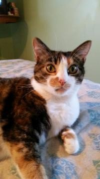 Adopt Baby a Calico or Dilute Calico Calico (short coat) cat in Lexington