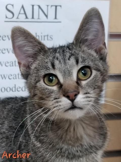 Adopt Archer a Domestic Shorthair / Mixed (short coat) cat in Cedar Rapids