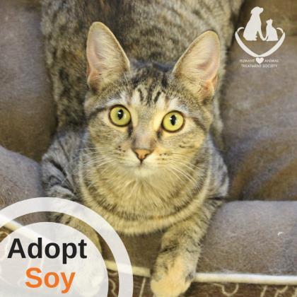 Adopt Soy a All Black Domestic Shorthair / Domestic Shorthair / Mixed cat in