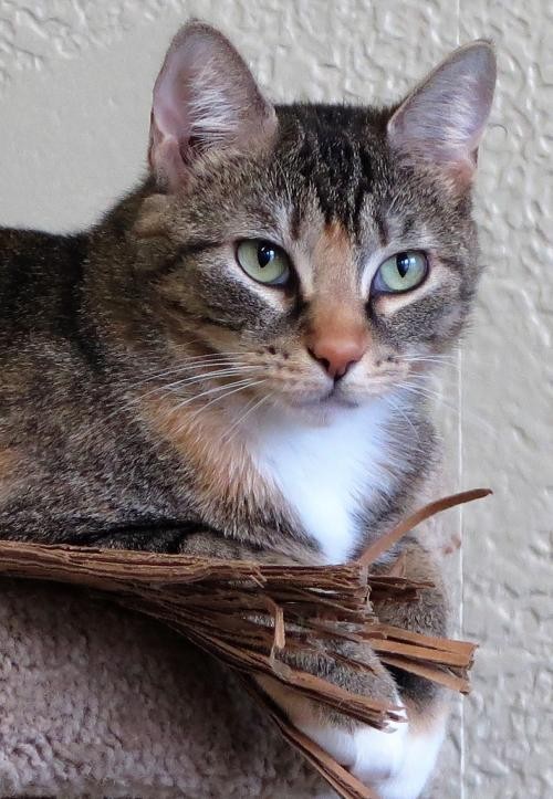 Adopt Danessa a Calico or Dilute Calico Domestic Shorthair / Mixed (short coat)