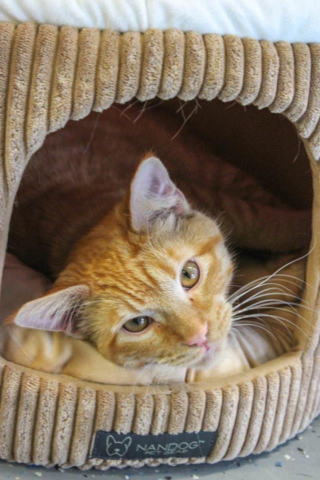 Adopt Herman a Orange or Red Tabby Domestic Shorthair (short coat) cat in