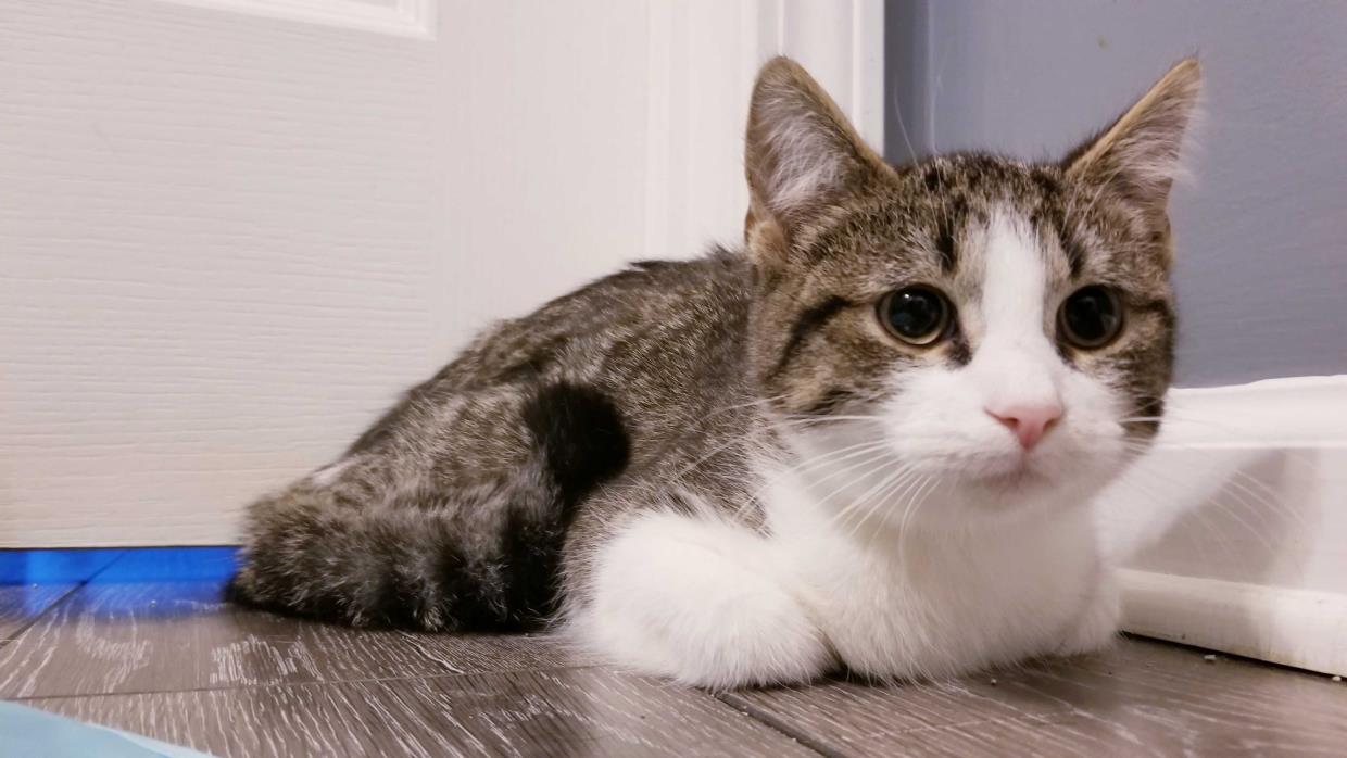 Adopt Gregor a Brown Tabby Domestic Shorthair (short coat) cat in Lexington