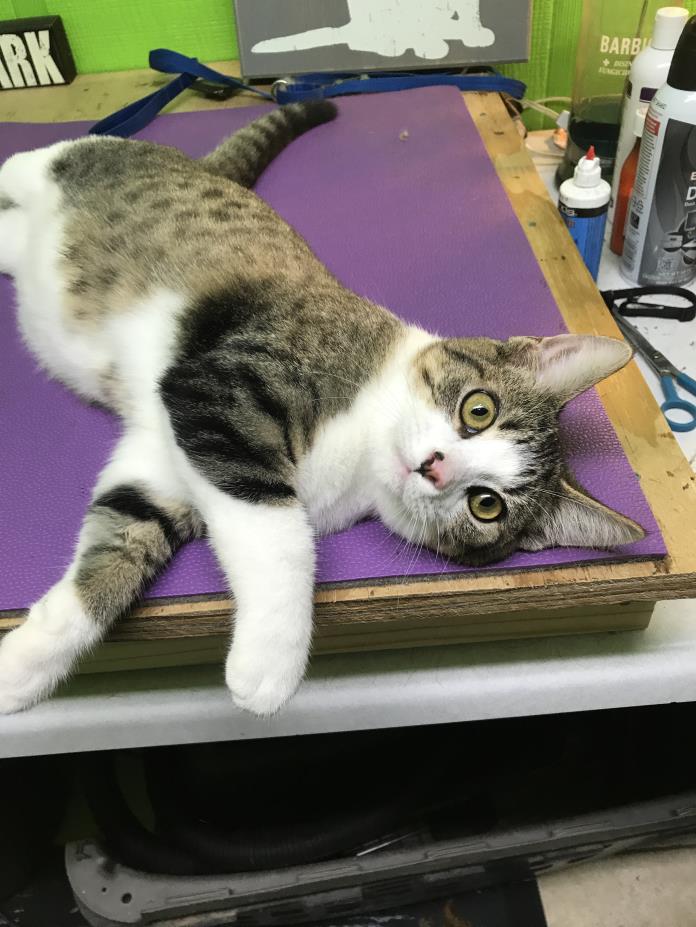 Adopt Charlie a Domestic Short Hair