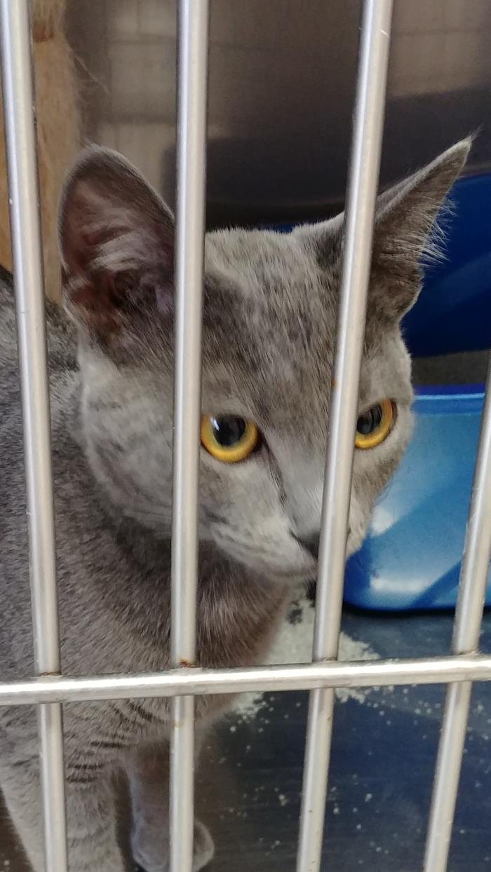 Adopt Vari a Domestic Short Hair, Russian Blue