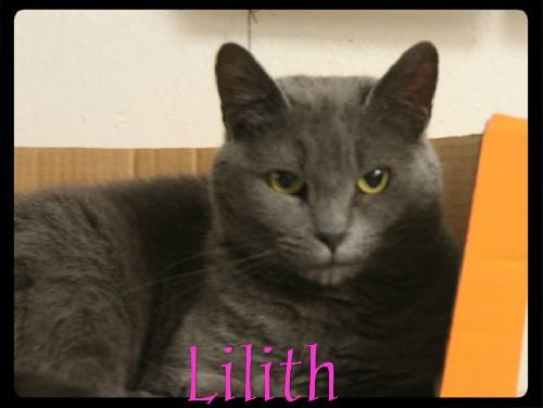 Adopt Lilith a Domestic Short Hair