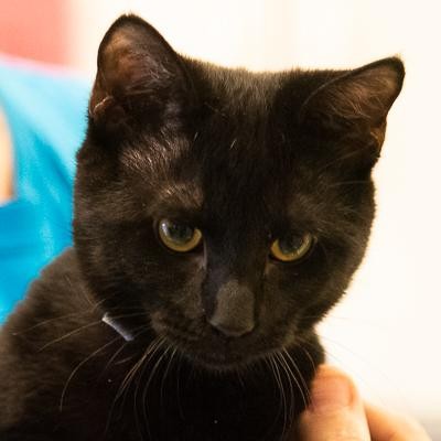 Adopt Lee a All Black Domestic Shorthair / Mixed (short coat) cat in Maryville