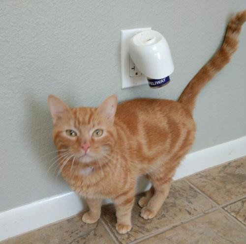 Adopt Joe Tyl a Domestic Shorthair / Mixed cat in Texarkana, TX (24659247)