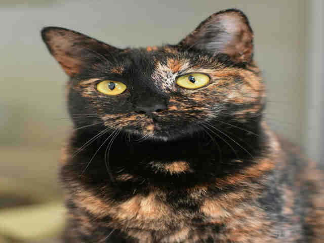 Adopt TILDA a Tortoiseshell Domestic Shorthair / Mixed (short coat) cat in York