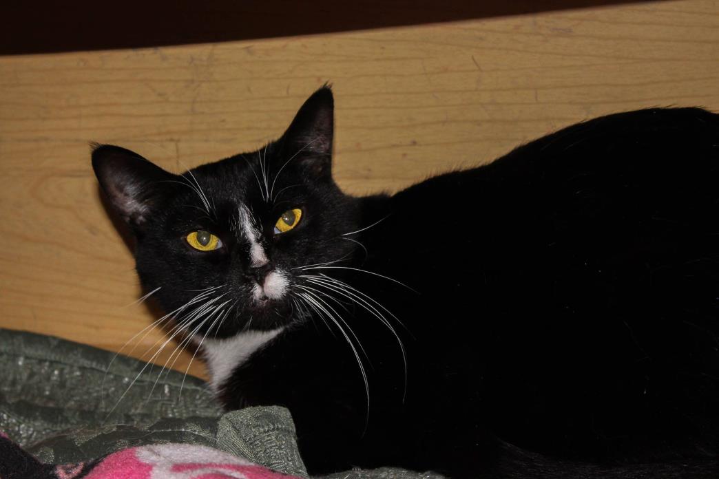 Adopt Snickers a Black & White or Tuxedo Domestic Shorthair (short coat) cat in