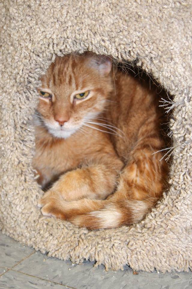 Adopt Marmaduke a Orange or Red Tabby Domestic Shorthair (short coat) cat in