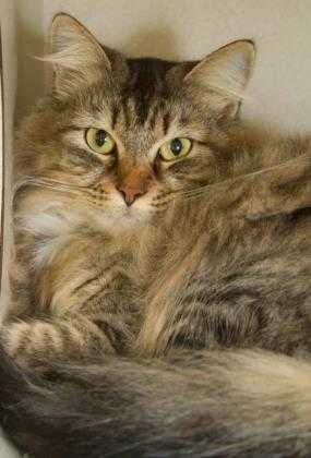 Adopt Baylie a Brown or Chocolate Domestic Longhair / Domestic Shorthair / Mixed