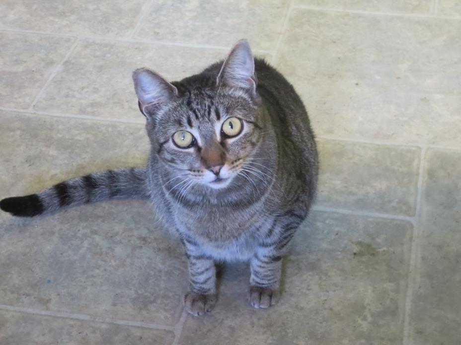 Adopt Tavie a Brown Tabby Domestic Shorthair (short coat) cat in Coos Bay