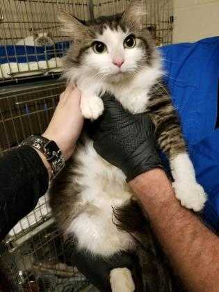 Adopt Harley a Gray or Blue Domestic Longhair / Domestic Shorthair / Mixed cat